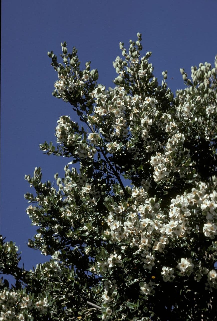Eucryphia 10