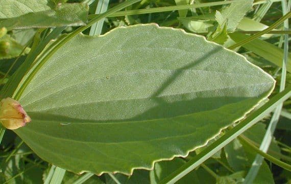 Arnoglossum plantagineum 16