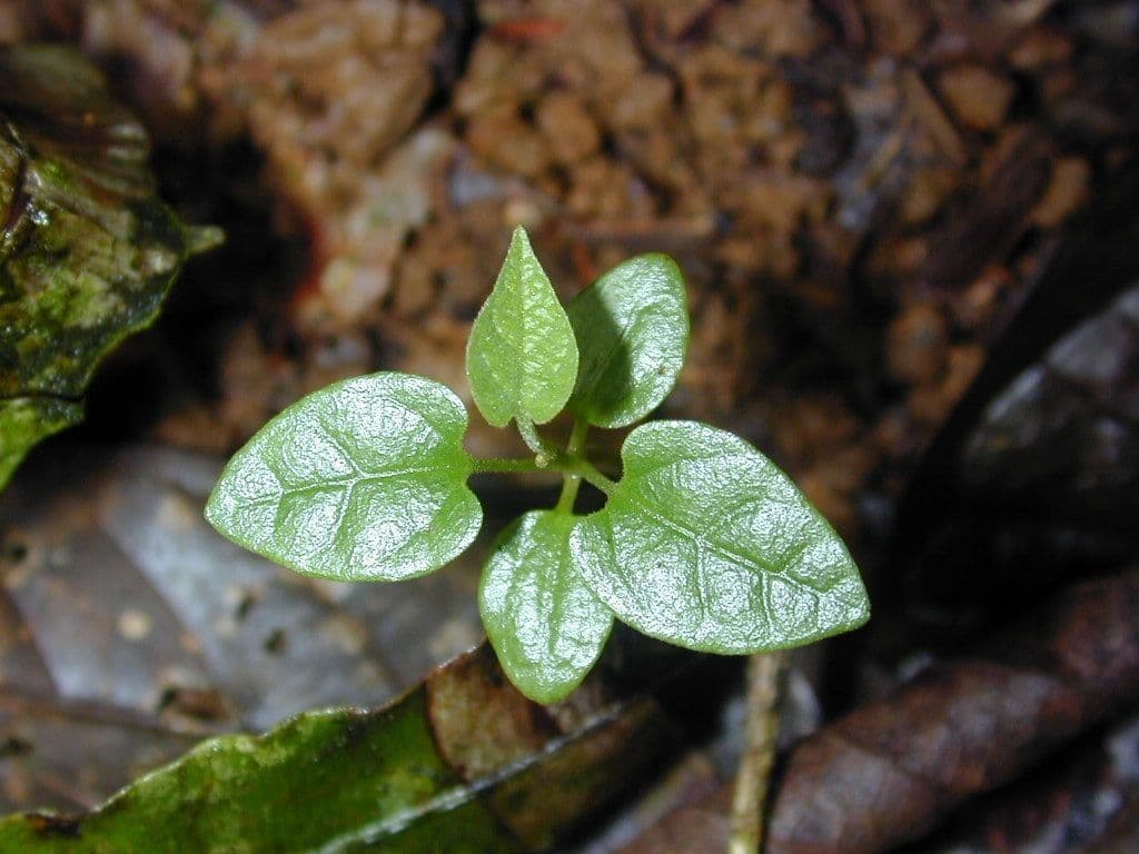 Floridaschwanz 7