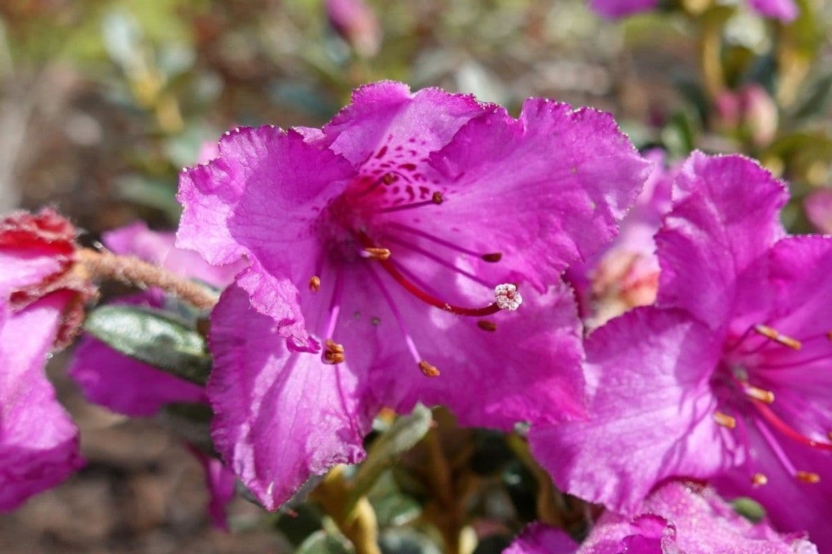 Rododendro del Salween 4