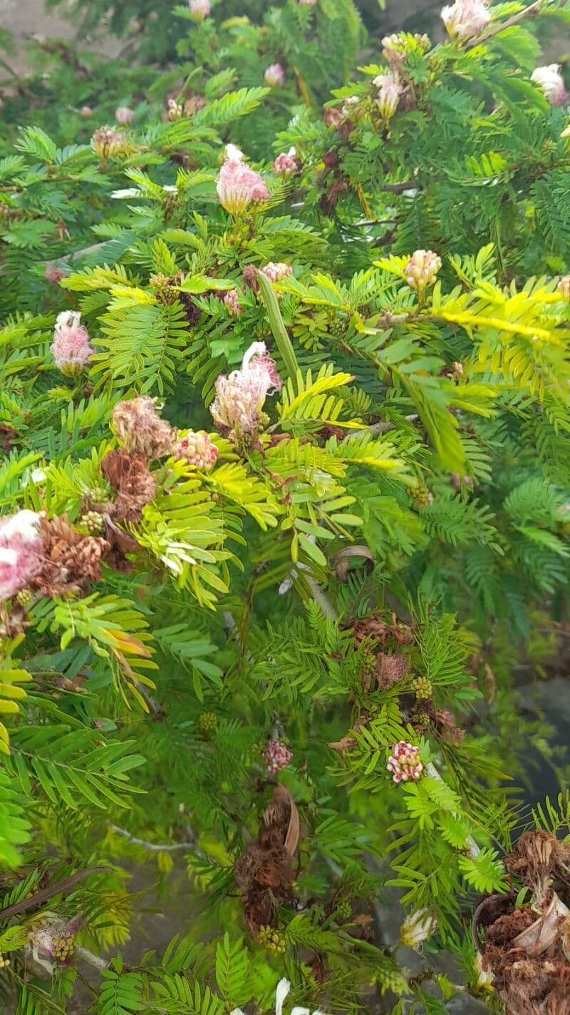 Calliandra del Suriname 11