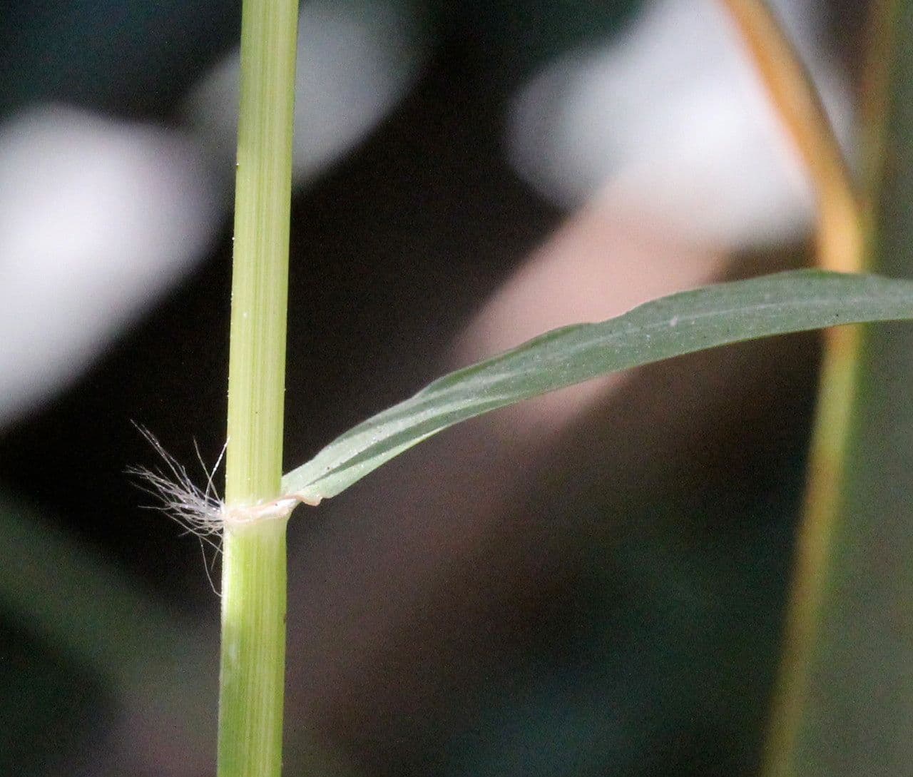Eragrostis mexická 15