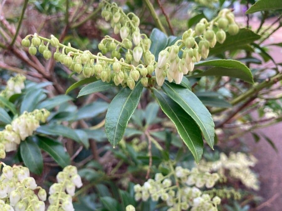 Pieris giapponese 12