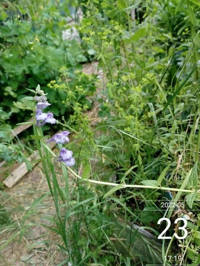 Scutellaria hastata 2