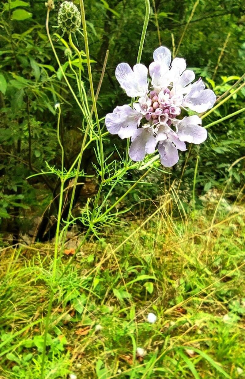 Scabiosa triandra 10