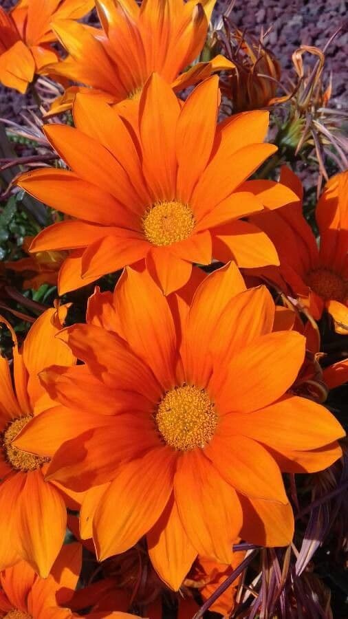 Gazania 2