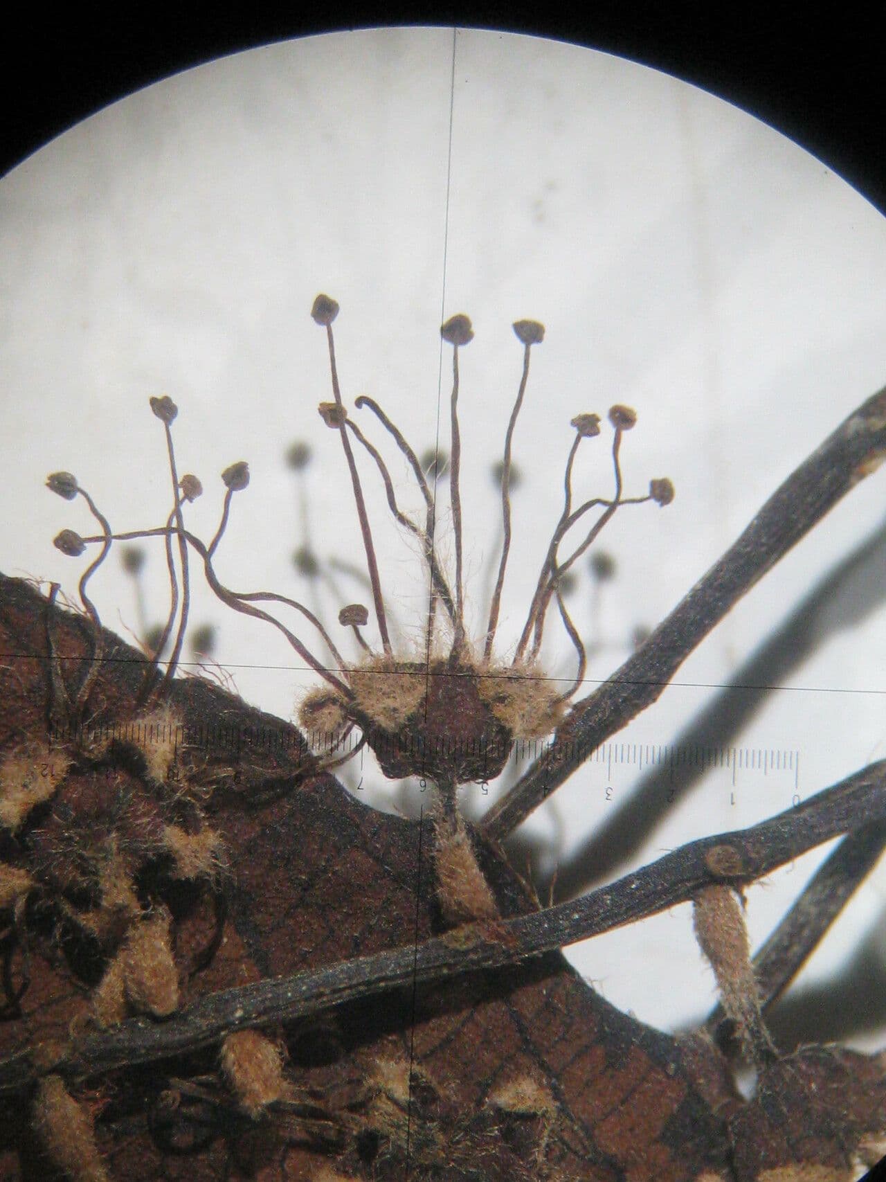 Terminalia