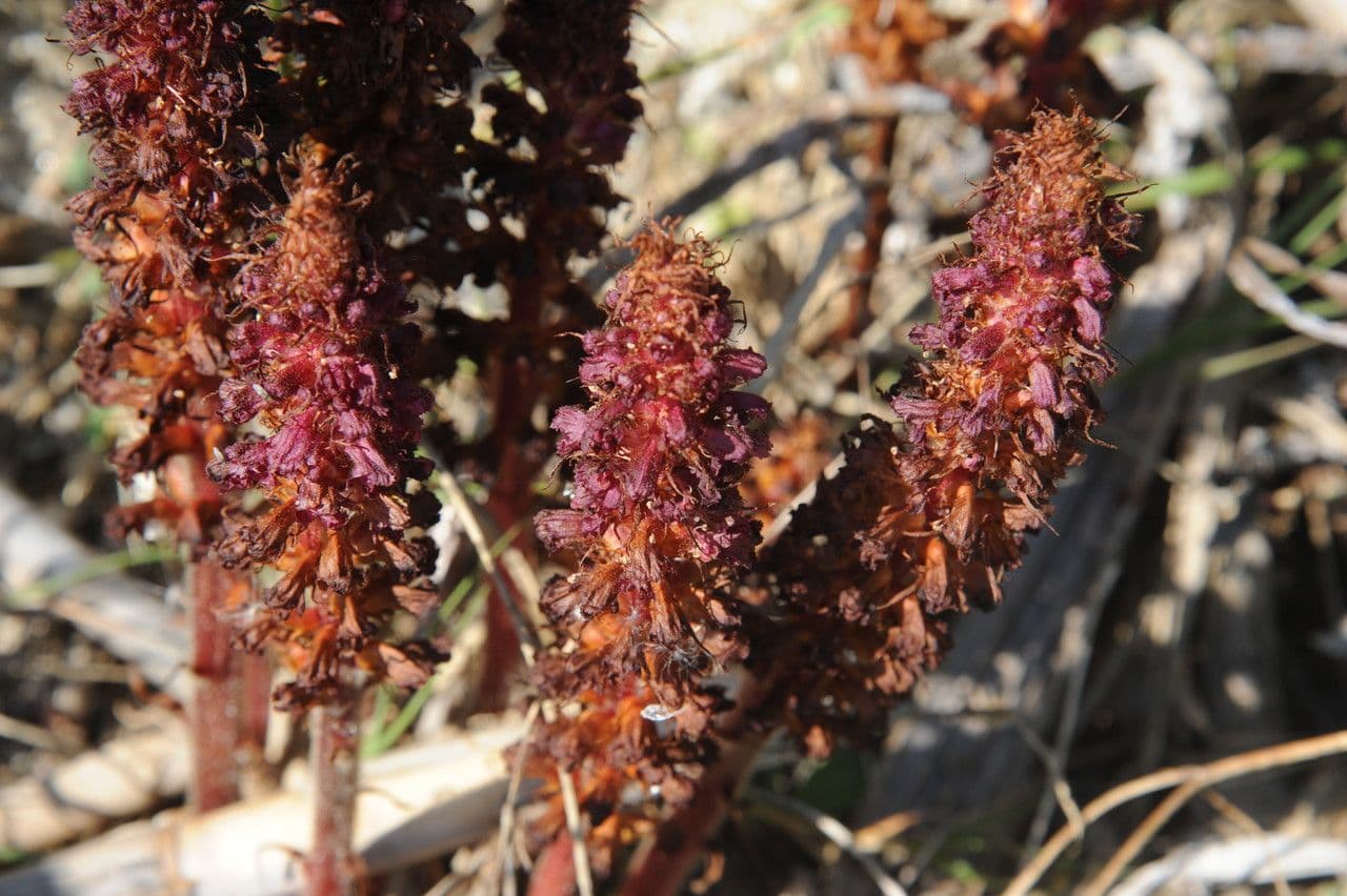 Orobanca variegata