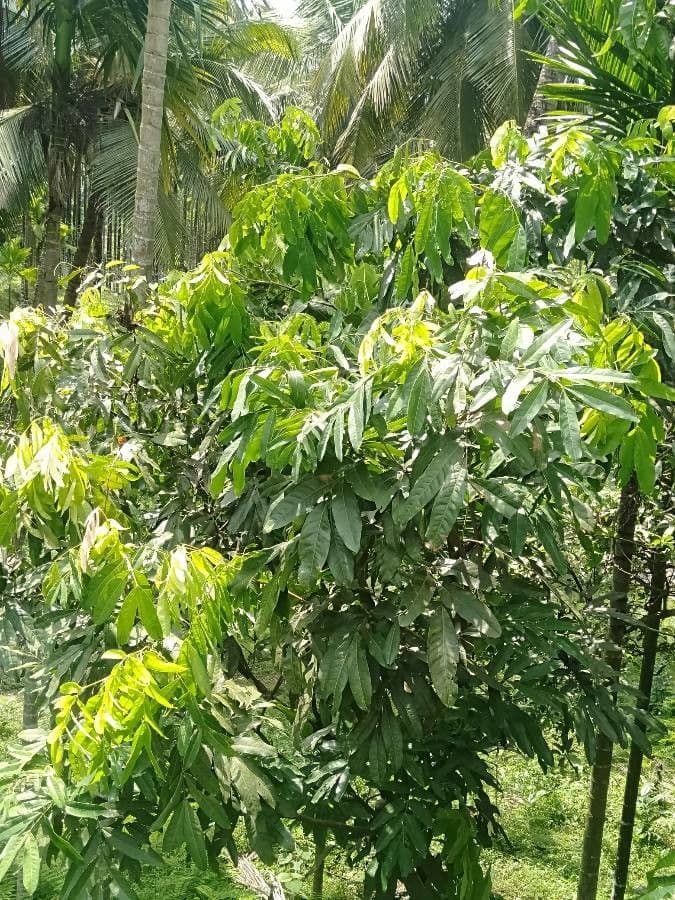 Asoka 4