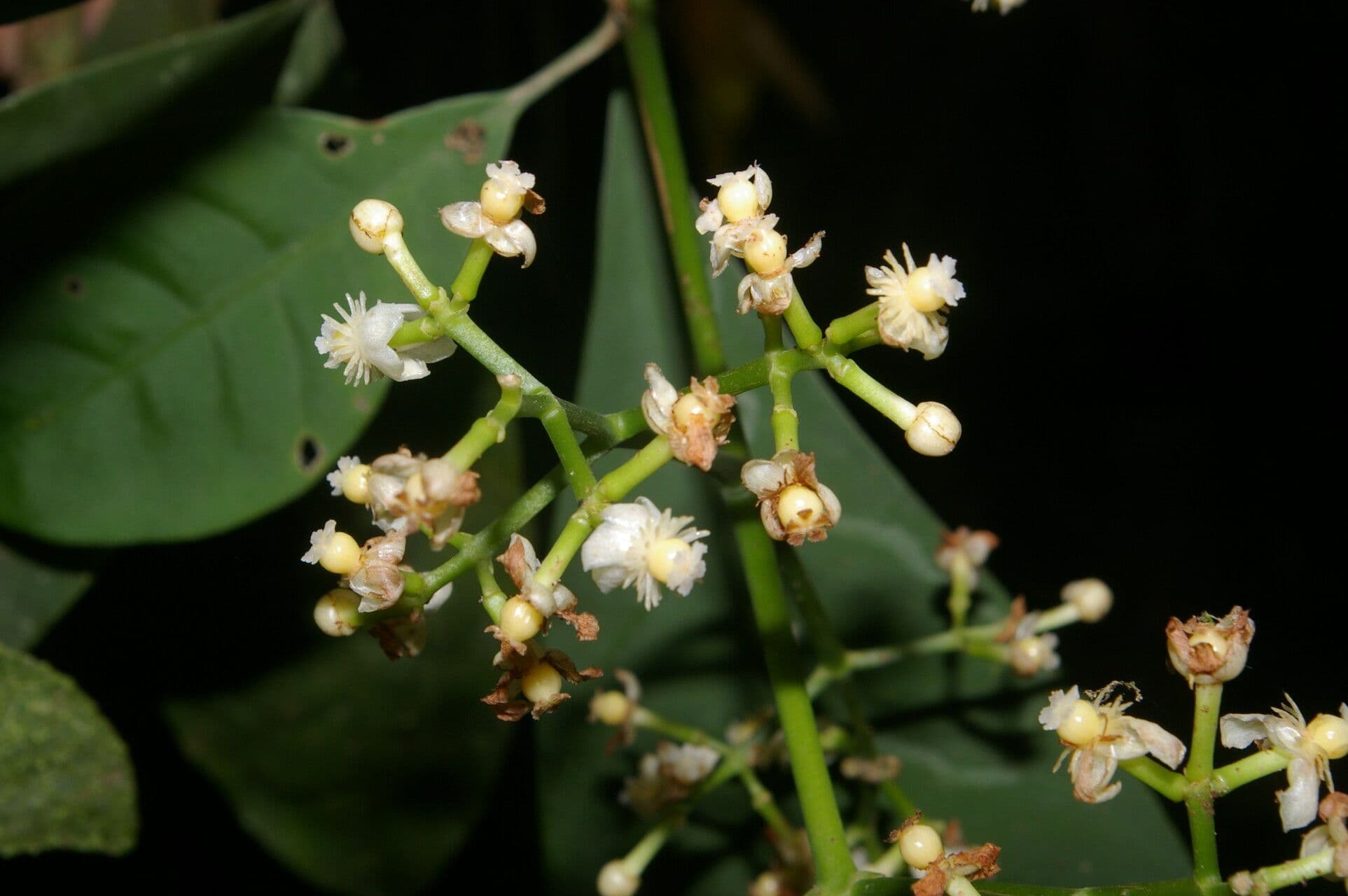 Chrysochlamys glauca 8