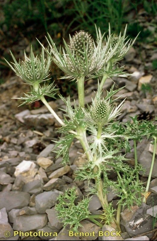 Panicaut blanc 22