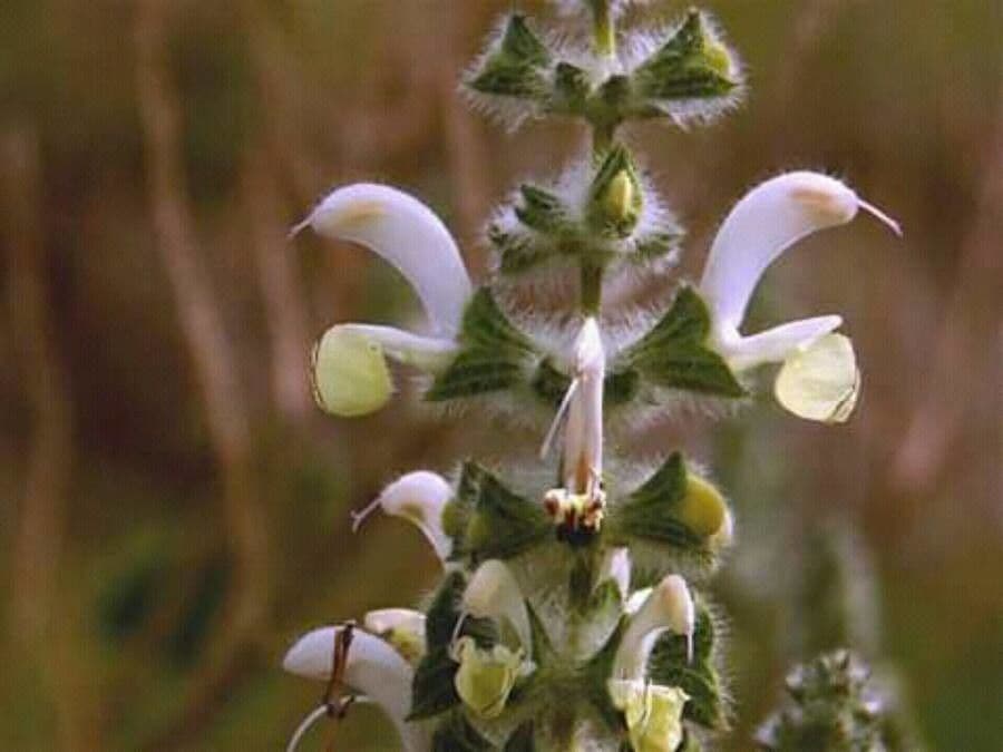 Salvia 2