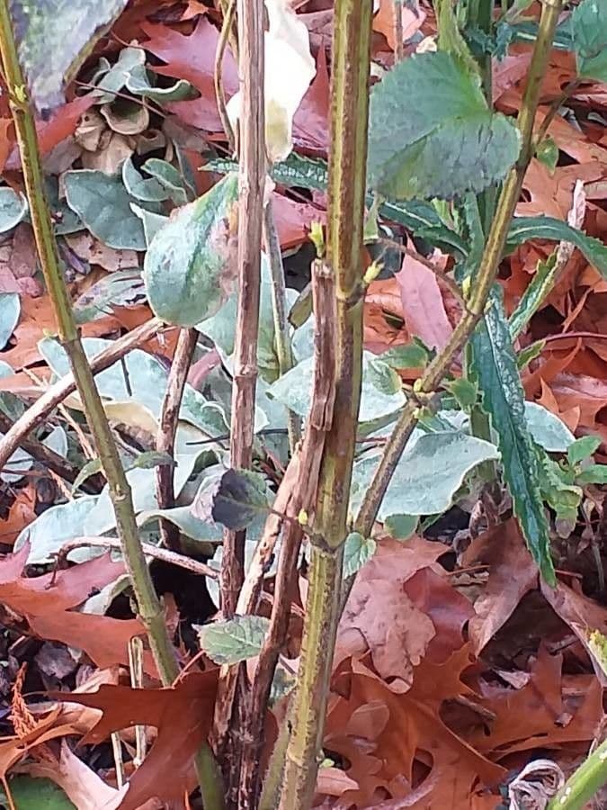 Salvia dei boschi 15