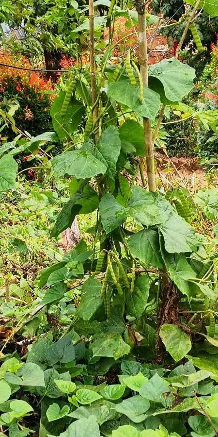 Jicama 11