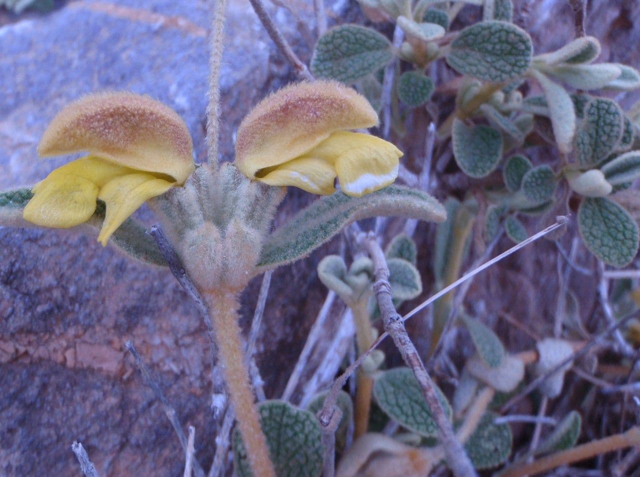 Phlomis lanata 4