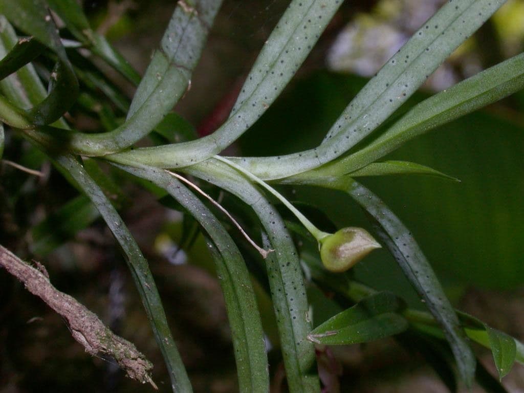 Dichaea 20