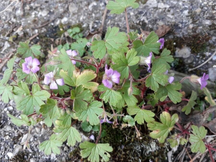 Geranium sibiricum 10