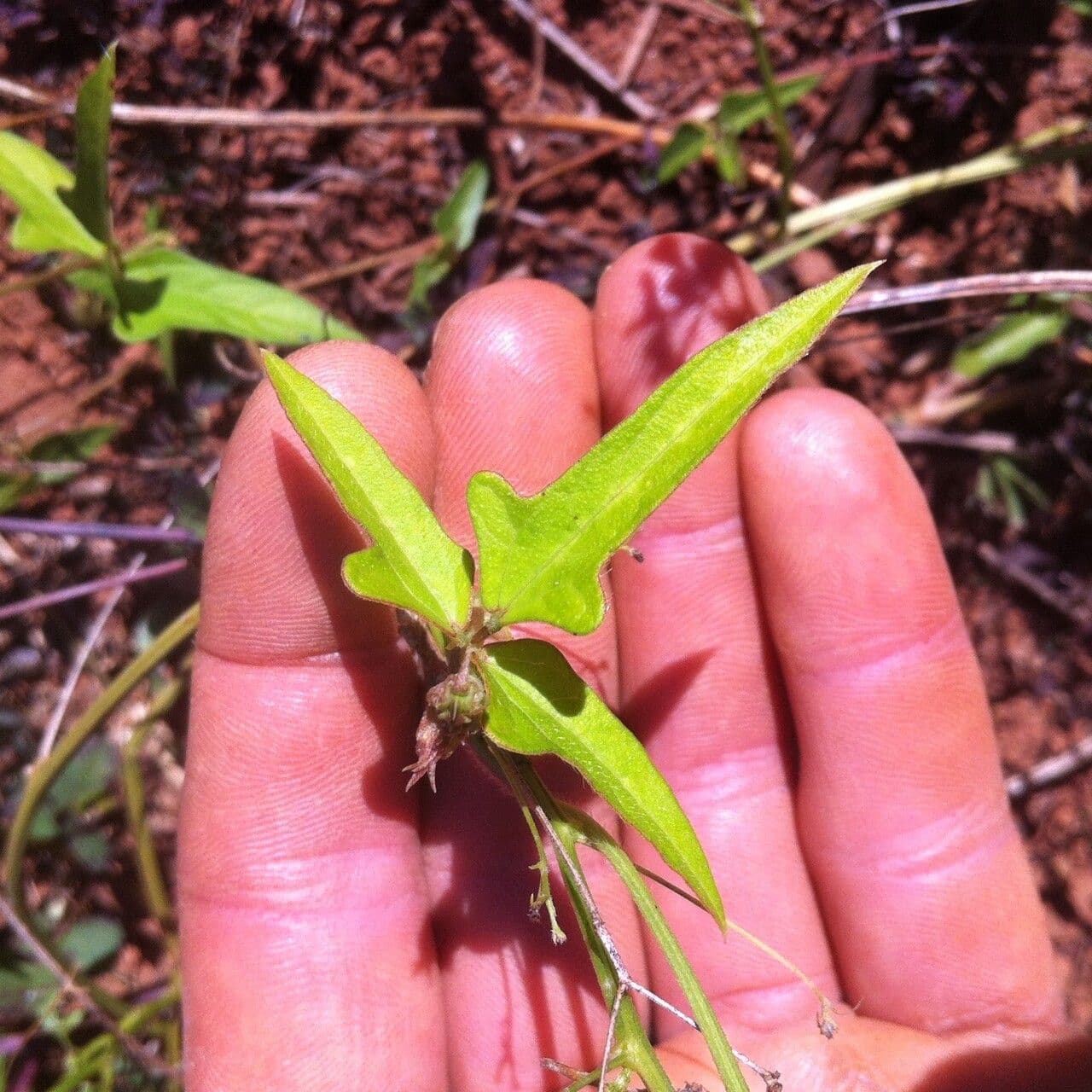 Vigna frutescens 14