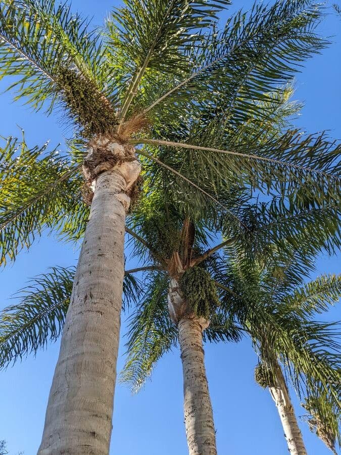 Palma di Giriba 28