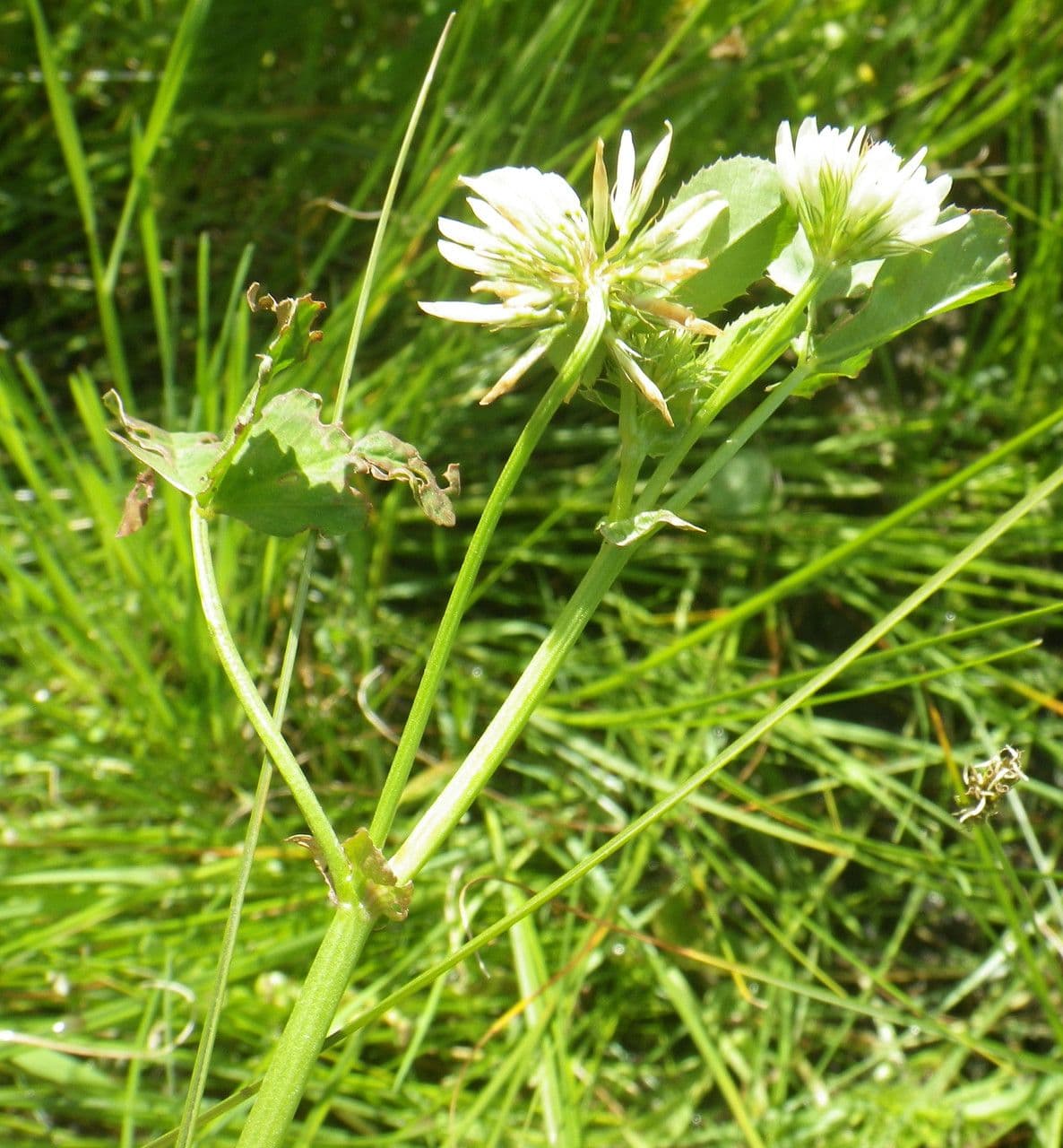 Trifoglio 14
