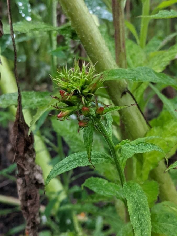 Lobelia cardinale 20