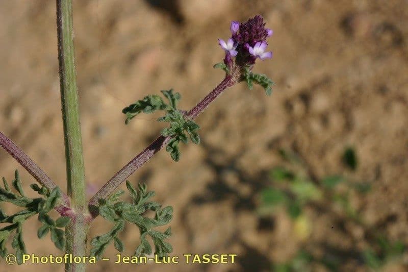 Verbena prostrata 15