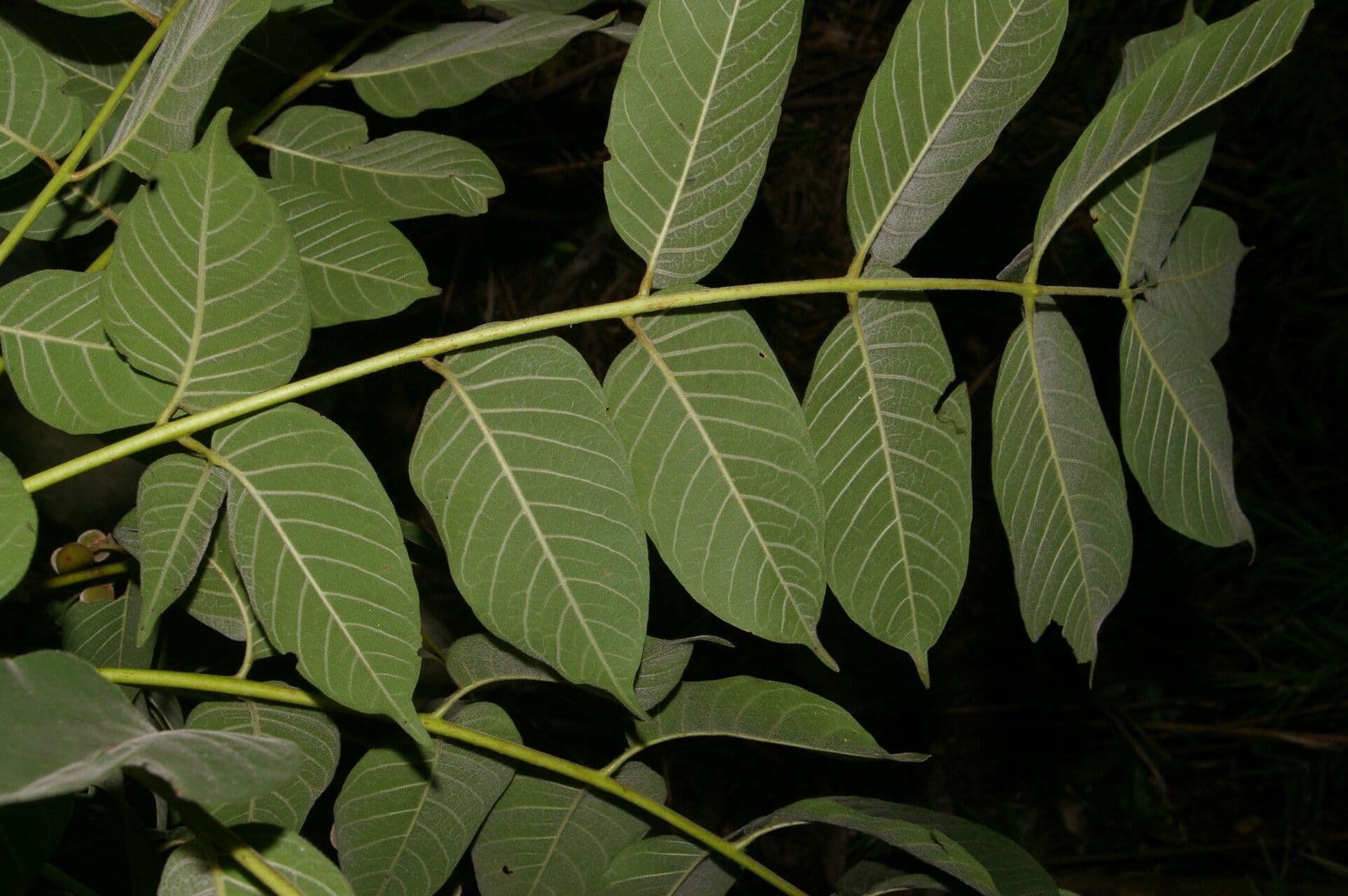 Trichilia americana 9