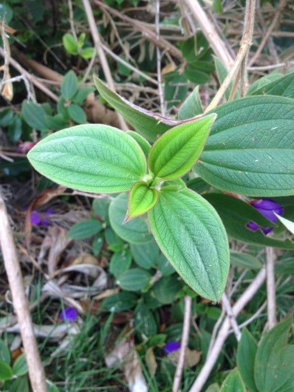 Flor de princesa 28