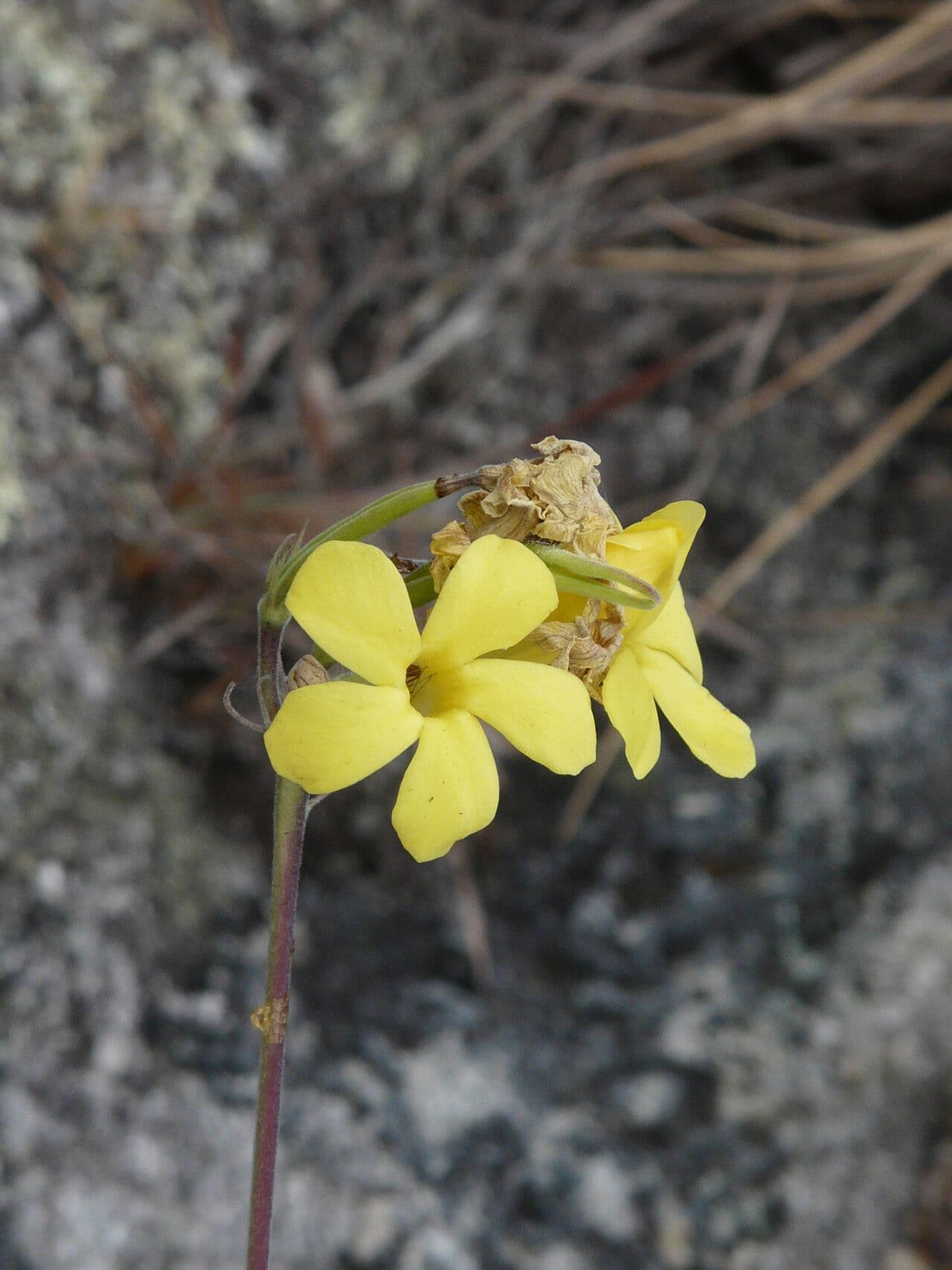 Pachypodium 3