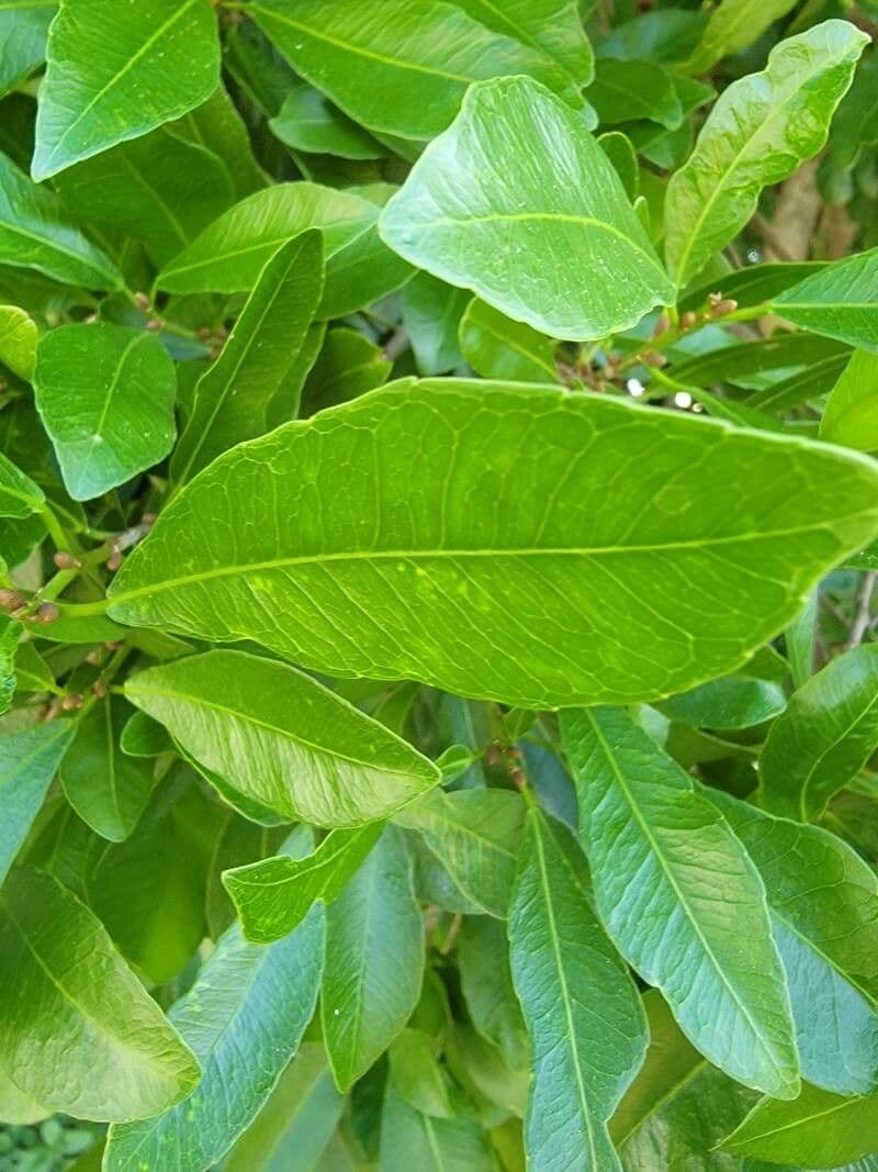 Gymnanthes lucida 4