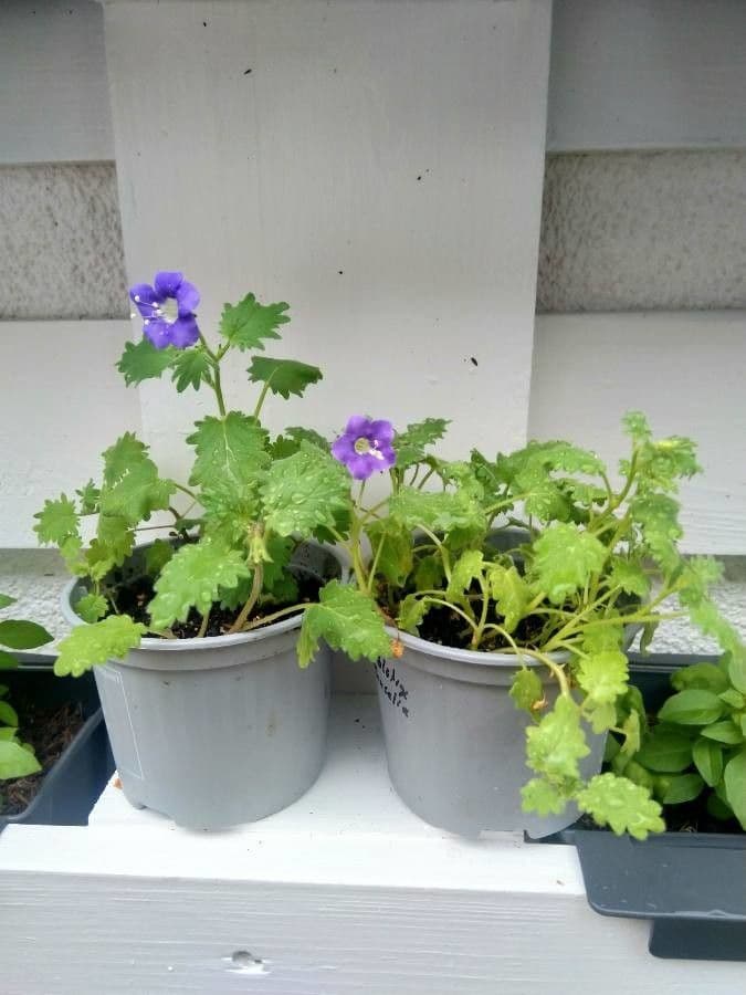 Großblütige Phacelia 13