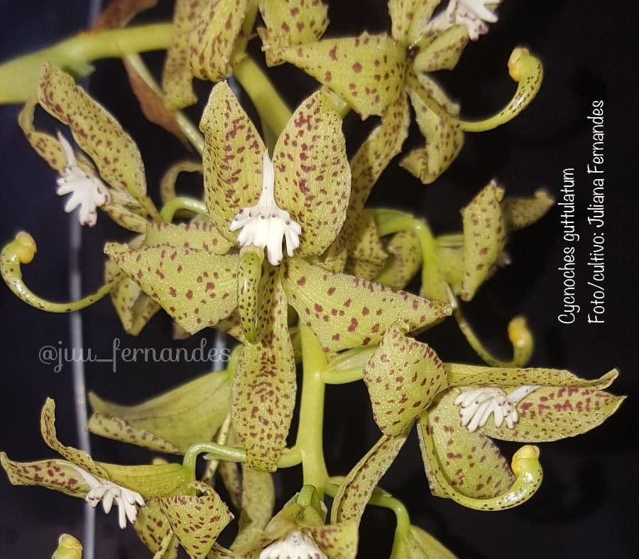 Cycnoches