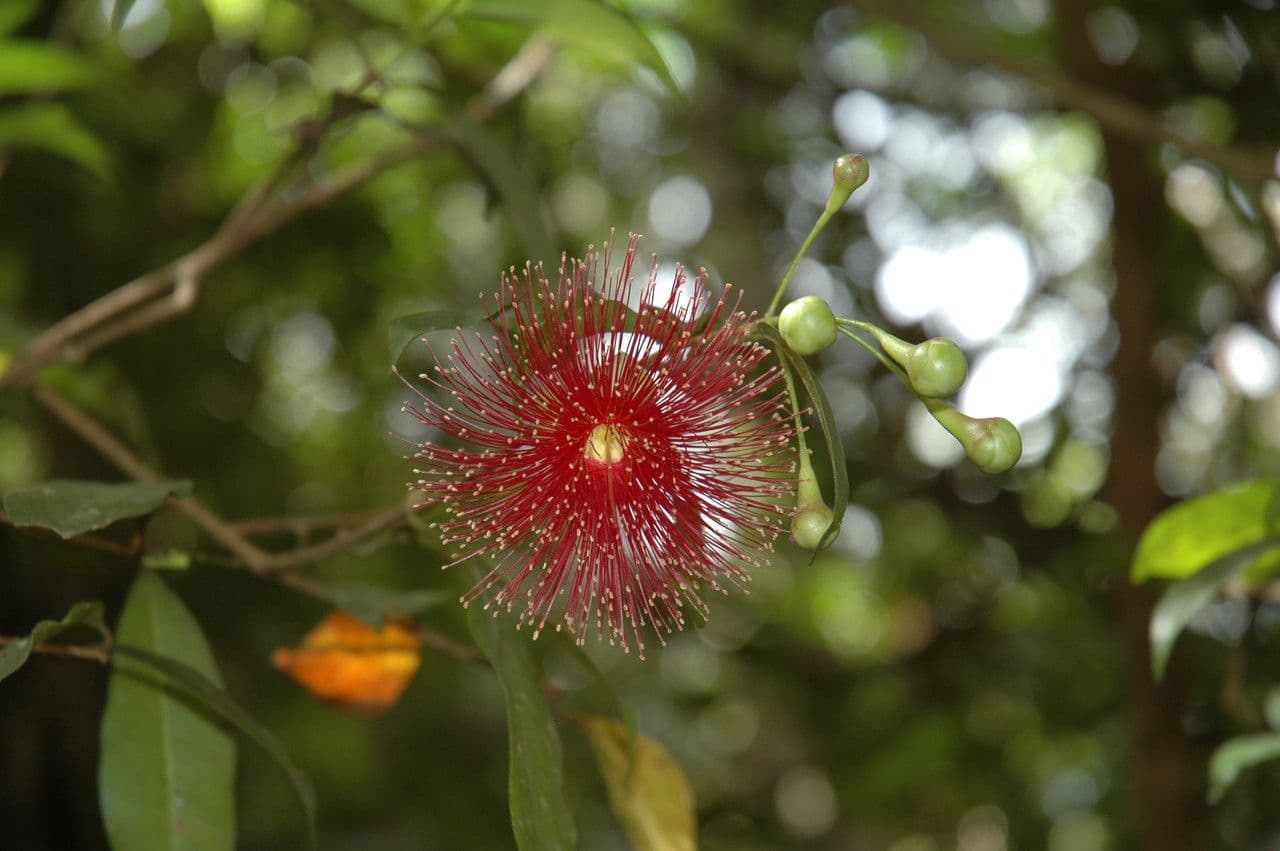 Syzygium 2