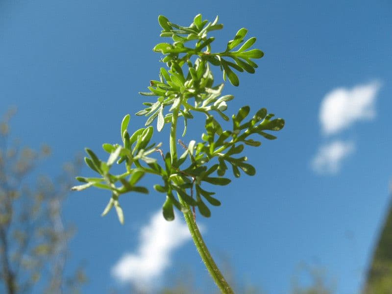 Ranuncolo millefoglie 24