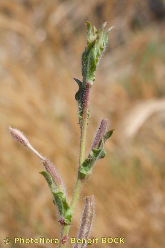 Enagra 6