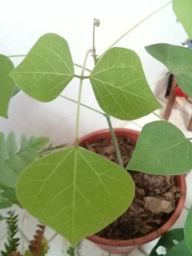 Albero corallo 8