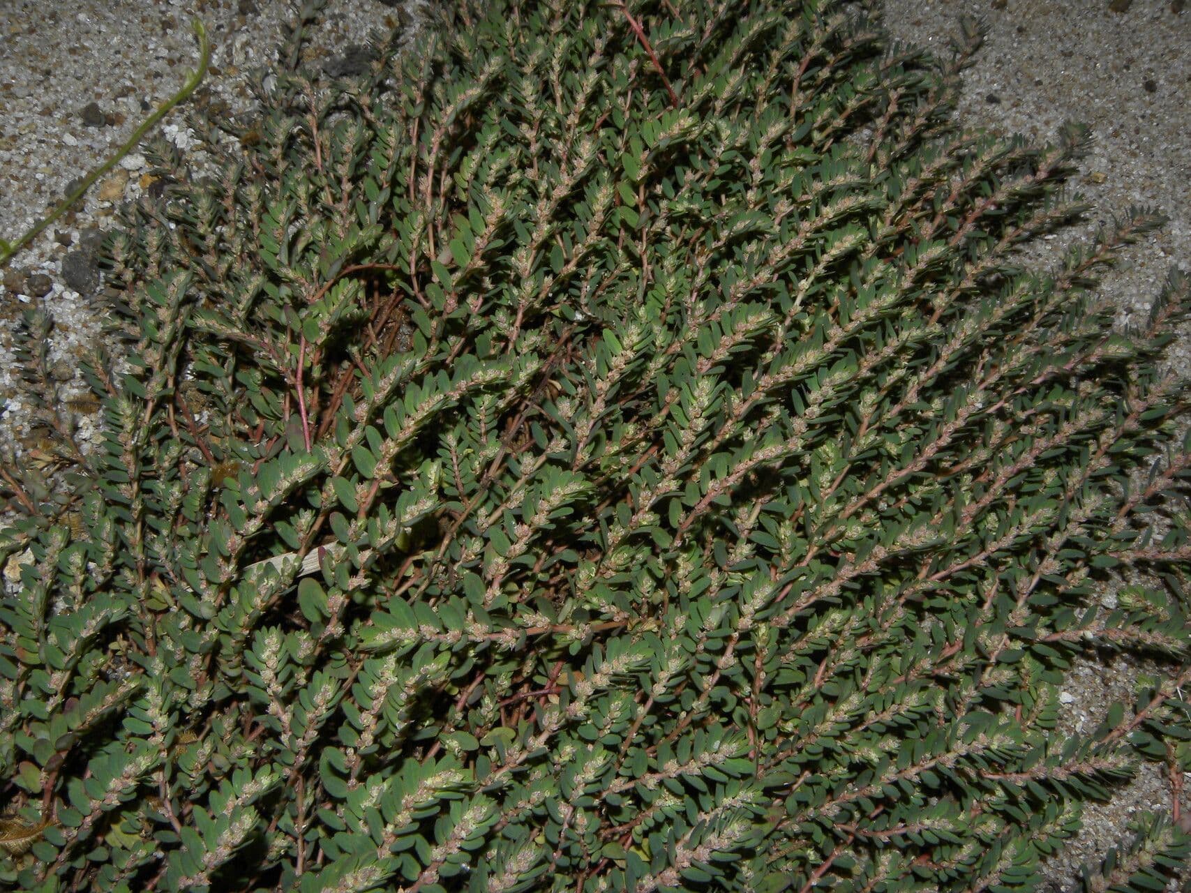 Euforbia timo 4