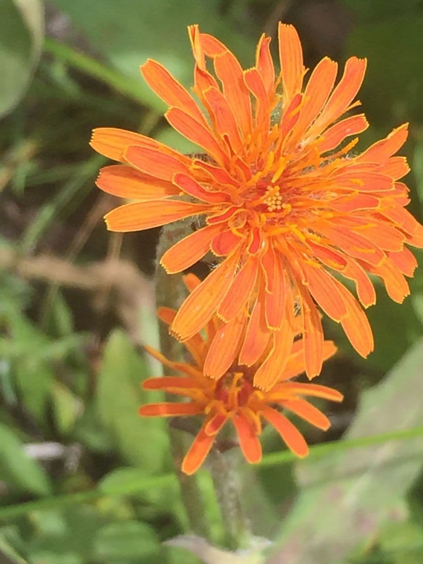 Orangefarbige Schafgarbe 5