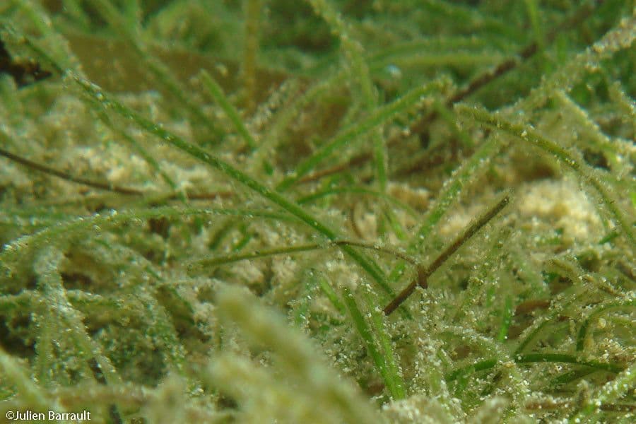 Syringodium