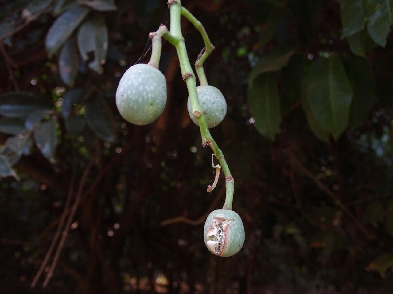 Aralienblättrige Cissus