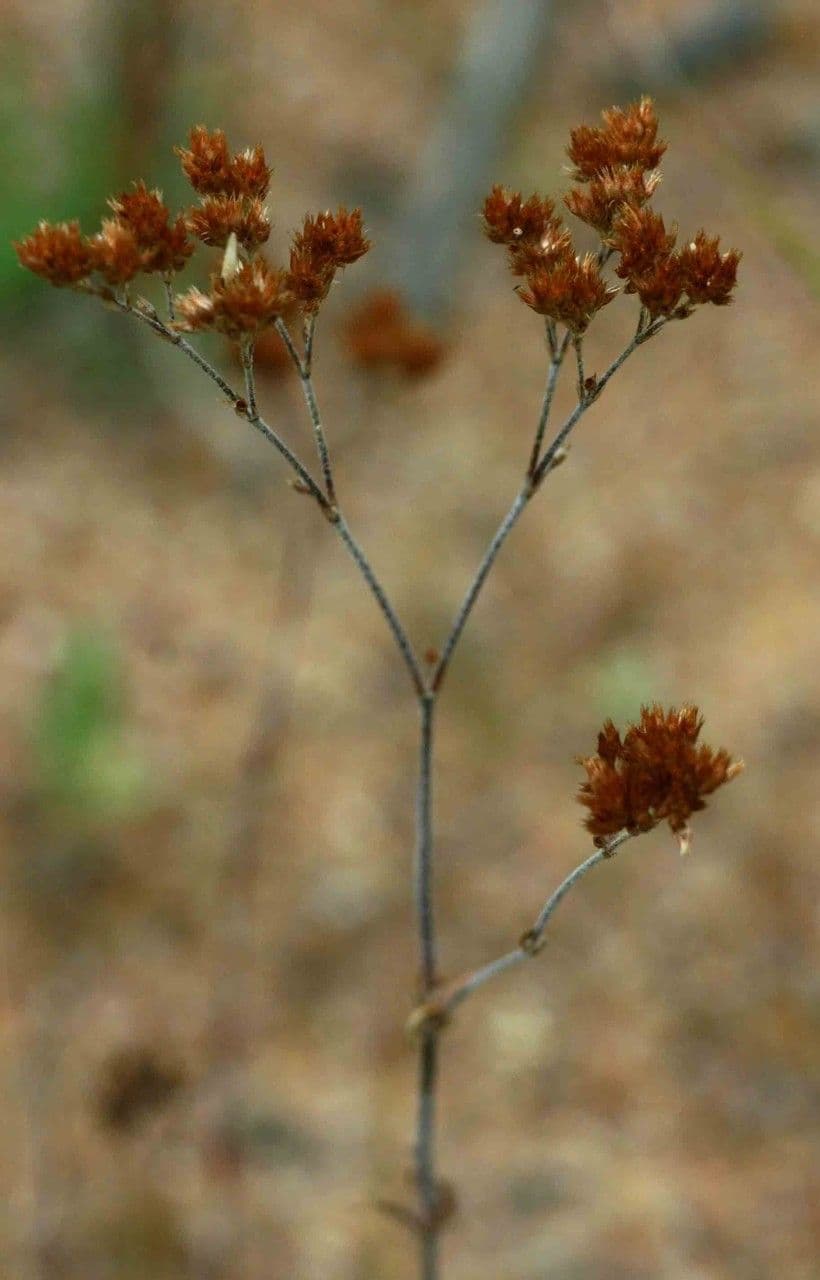 Polycarpaea corymbosa