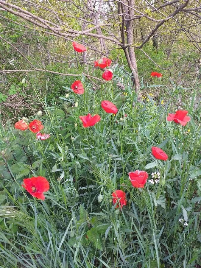 Klatschmohn 9