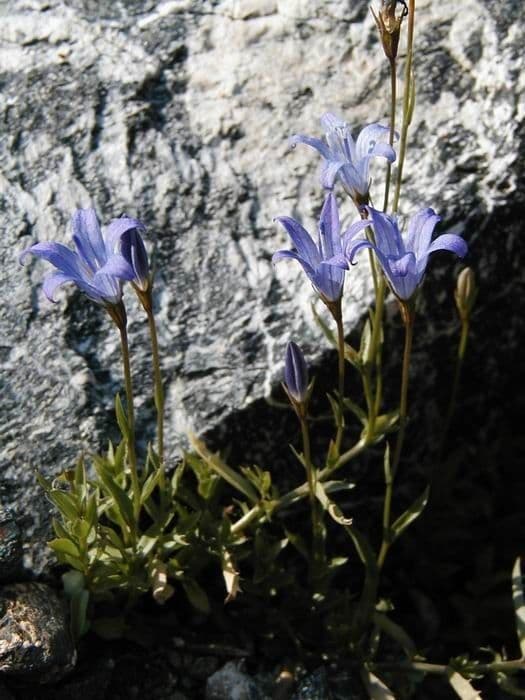 Campanula 9