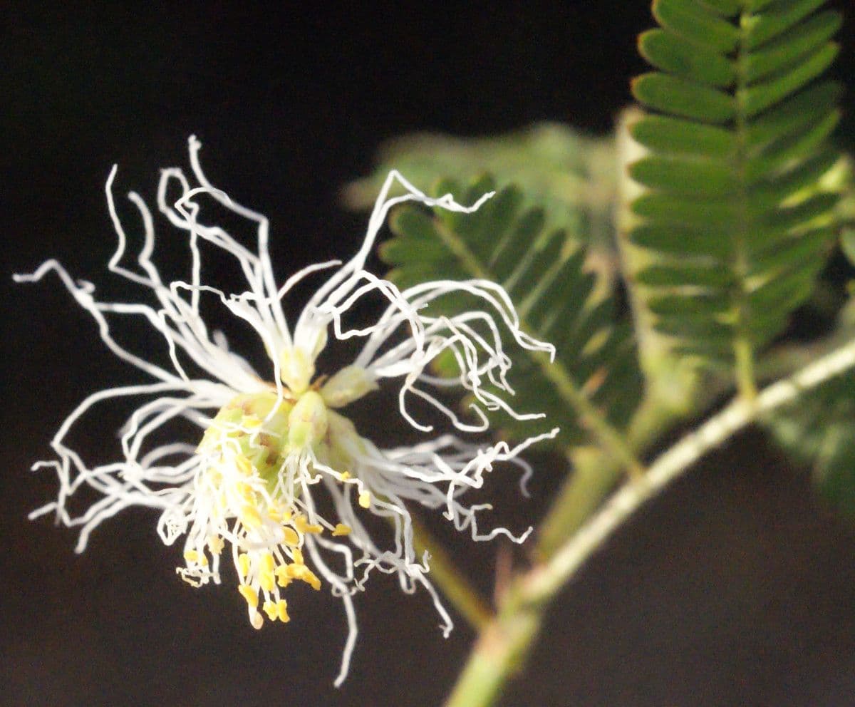 Bogen-Desmanthus 9