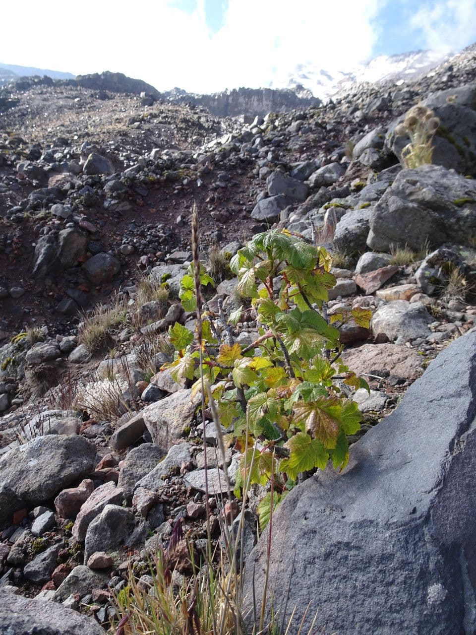 Ribes ciliato