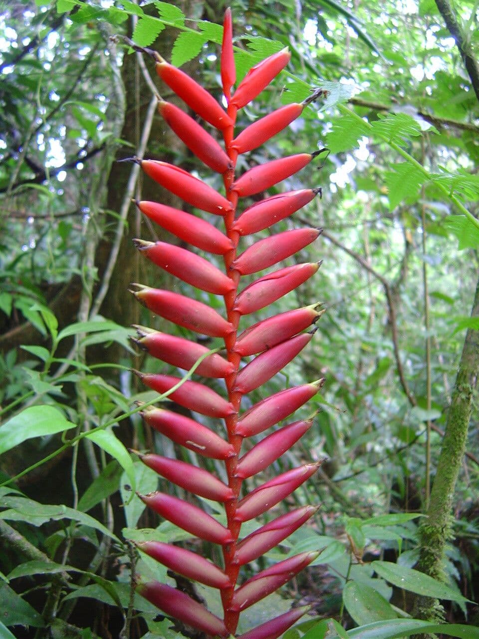 Vriesea 2