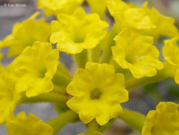 Abronia 6
