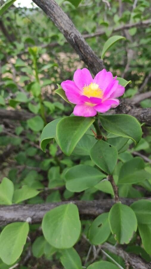 Pereskia 5