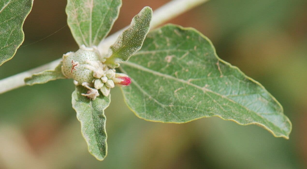 Chrozophora 10