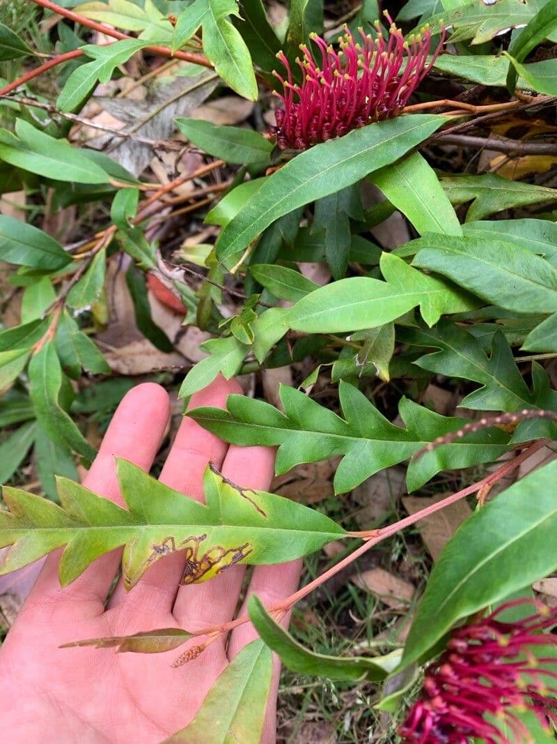Langblättrige Grevillea 8